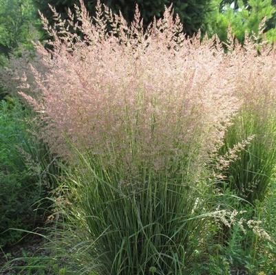 Calamagrostis x acutiflora 'Overdam' 