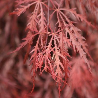 Acer palmatum var. dissectum 'Garnet' Garnet Japanese Maple