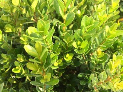 Buxus microphylla 'Gregem' PP21159 Baby Gem™ Boxwood