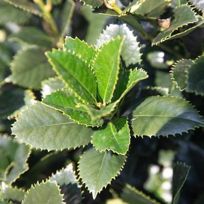 Ilex x 'Conty' PP12009 Liberty™ Holly