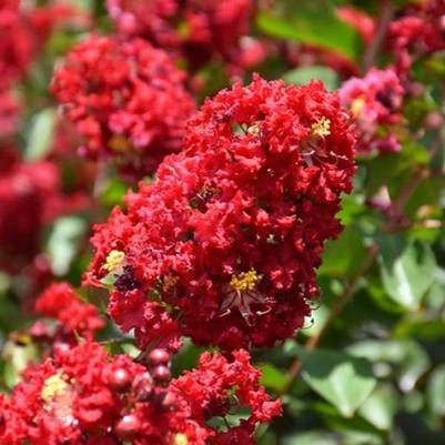 Lagerstroemia 'JM1' PP31585 Colorama™ Scarlet Crape Myrtle