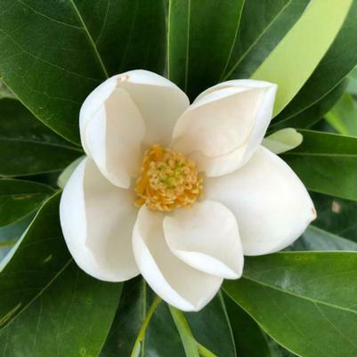 Magnolia virginiana 