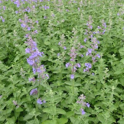 Nepeta x faassenii 'Walkers Low' 