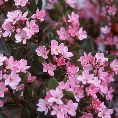 Rhaphiolepis umbellata 'Pink Lady' 