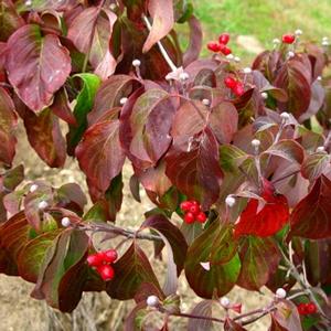 Cornus florida Cherokee Princess