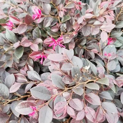 Loropetalum chinense 'Kurobijin' PP23176 Cerise Charm™