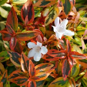 Abelia x grandiflora Kaleidoscope