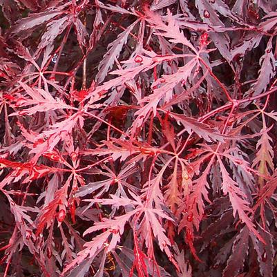 Acer palmatum var. dissectum 'Tamukeyama' 