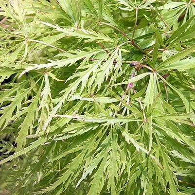 Acer palmatum var. dissectum 'Viridis' 