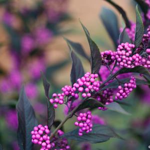 Callicarpa Pearl Glam®