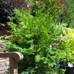 Chamaecyparis obtusa Crippsii