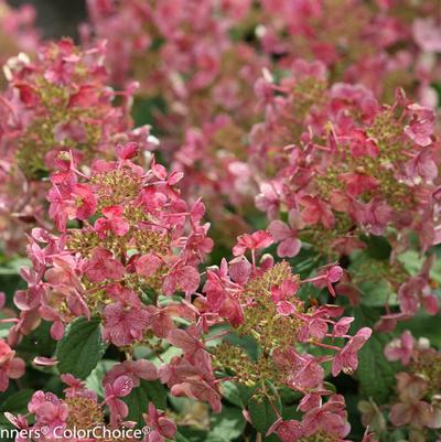 Hydrangea paniculata 'SMHPLQF' PP25136 Little Quick Fire® Hydrangea