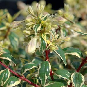 Abelia x grandiflora Suntastic™ Radiance