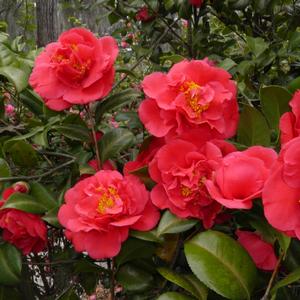 Camellia japonica Kramer's Supreme