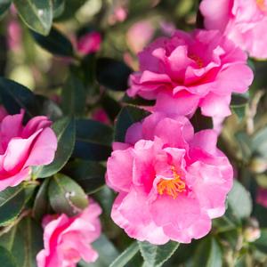 Camellia sasanqua Alabama Beauty™