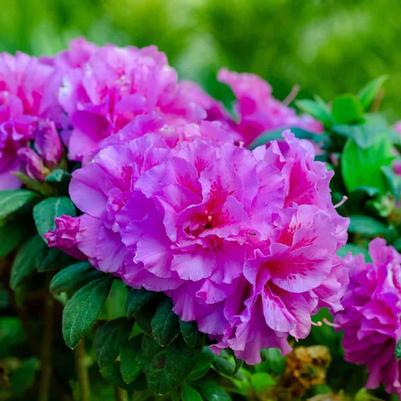 Rhododendron Hybrid 'Roblezd' PP32967 Autumn Majesty® Encore® Azalea