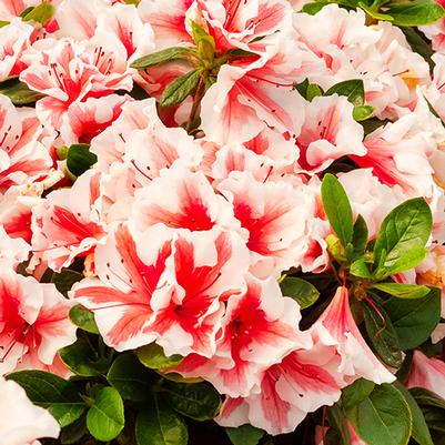 Rhododendron Hybrid 'Robleze' PP32506 Autumn Starburst® Encore® Azalea