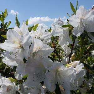 Rhododendron Mrs. G.G. Gerbing