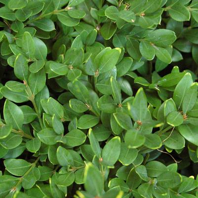 Buxus Green Velvet