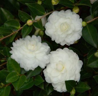 Camellia sasanqua Camellia sasanqua 'Green 02-004' PP27553
