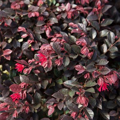 Loropetalum chinense 'PIILC-III' PP25471 Purple Daydream®