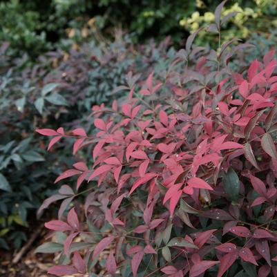 Nandina domestica 'Murasaki' PP21391