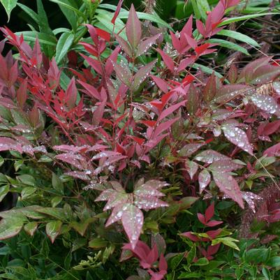 Nandina domestica 'Seika' PP21891