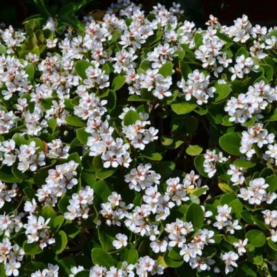 Rhaphiolepis indica 'Parhap' PP20,243 Oriental Pearl Indian Hawthorne