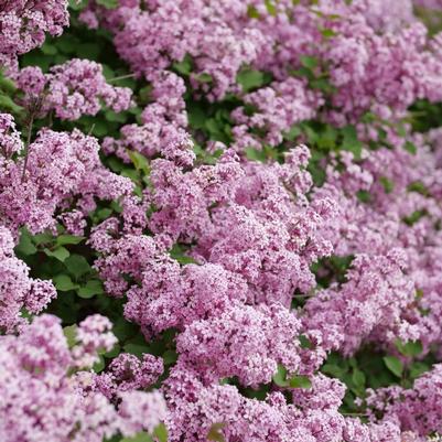 Syringa x pubescens 'SMNSPTP' Bloomerang® Purpink™ Lilac