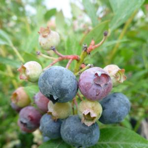 Vaccinium corymbosum Legacy