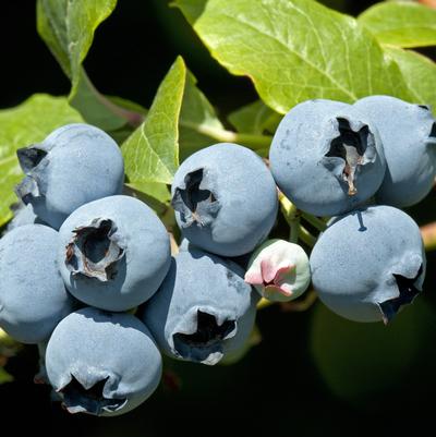 Vaccinium corymbosum Star