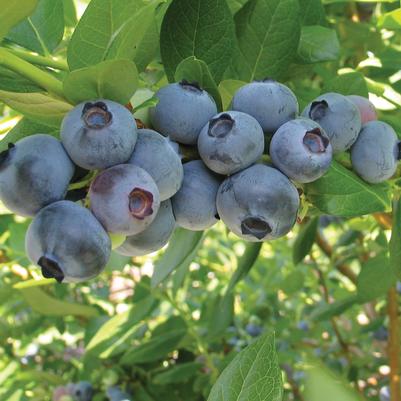Vaccinium corymbosum Rebel