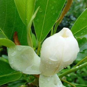Magnolia virginiana Moonglow®