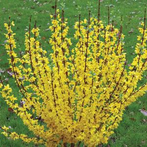 Forsythia x intermedia Show Off®