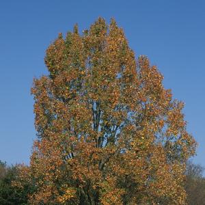 Acer rubrum Armstrong