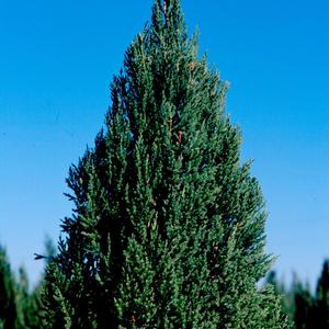 Juniperus chinensis Blue Point