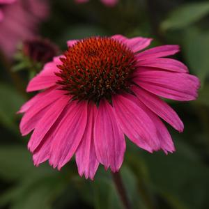 Echinacea Sombrero® Rosada