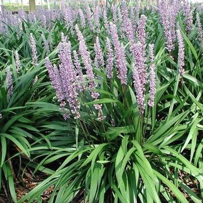 Liriope muscari Classic Blue