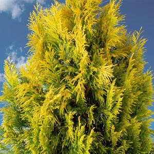 Thuja plicata Forever Goldy
