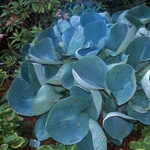 Hosta Abiqua Drinking Gourd