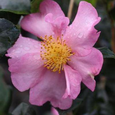 Camellia sasanqua Cleopatra