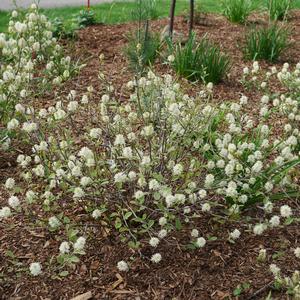 Fothergilla x intermedia Legend of the Small®
