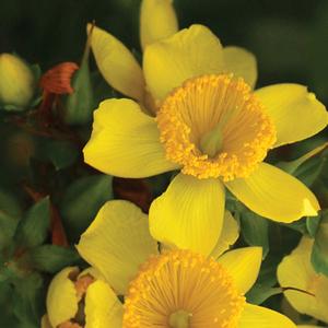 Hypericum kalmianum Sunny Boulevard®