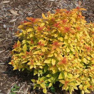 Spiraea japonica Double Play® Candy Corn®