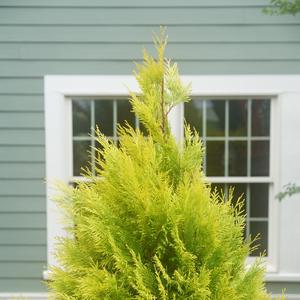 Thuja plicata Fluffy®