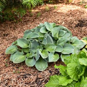 Hosta Blue Mouse Ears