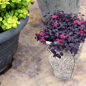 Loropetalum chinense Jazz Hands Mini®