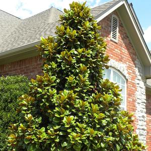 Magnolia grandiflora Teddy Bear®