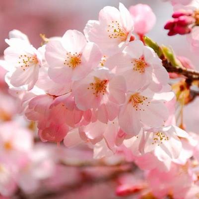 Prunus x yedoensis 'Akebono' Akebono