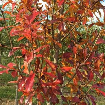 Nyssa sylvatica 'NSMTF' 